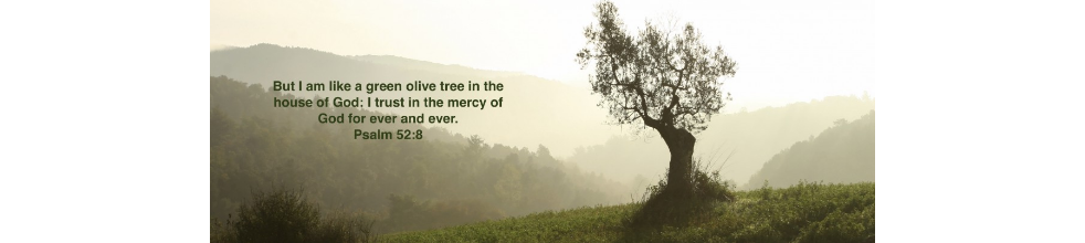 The Olive Tree Foundation