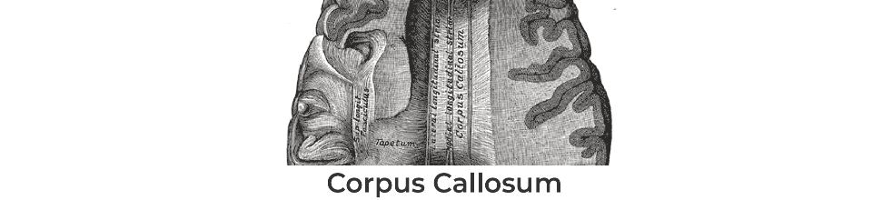 Corpus Callosum