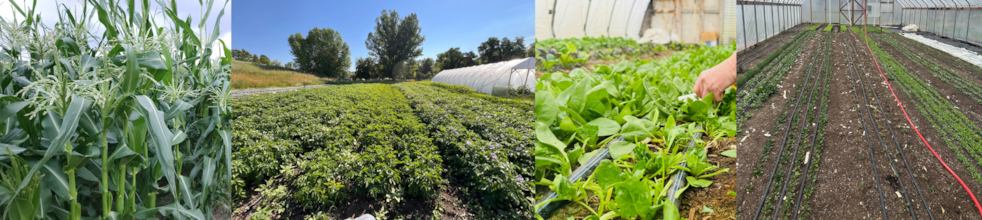 Grant Opportunities: Wyoming Food Security System Implementation Project