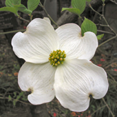 Dogwood: A Journal of Poetry and Prose