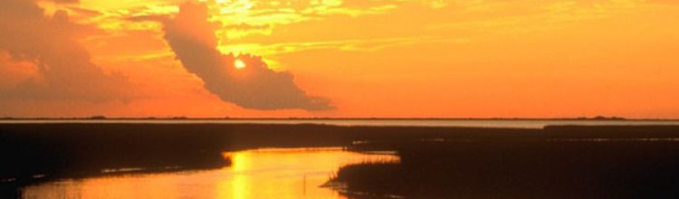 The Gulf Stream: Poems of the Gulf Coast