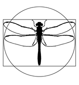 Red Dragonfly Press