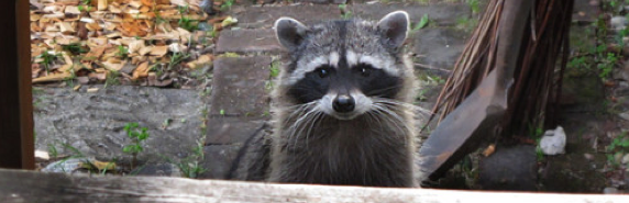 The Urban Bestiary Wildlife Photo Collection